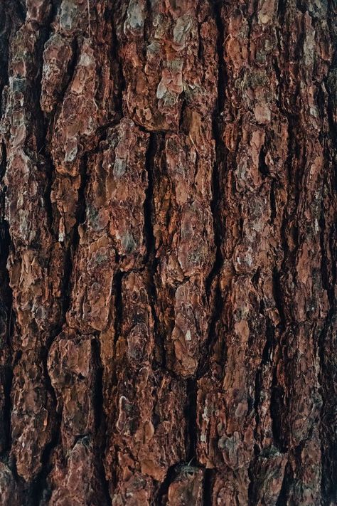 wallpapers wallpaper 2022 Tree Texture, Tree Bark Texture, Wood Bark, Tree Bark, Jerky, Meat Jerky, Color Inspiration, Christmas Decorations, Meat