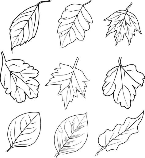 et of autumn falls Botanic leaf vector illustration autumn falling leaves sketch hand drawing, isolated image coloring page, and book, engraved ink art illustrations Falling Leaves Drawing, Leaf Vector Illustration, Illustration Autumn, Leaves Drawing, Leaves Sketch, Leaf Vector, Leaf Drawing, Leaves Vector, Falling Leaves