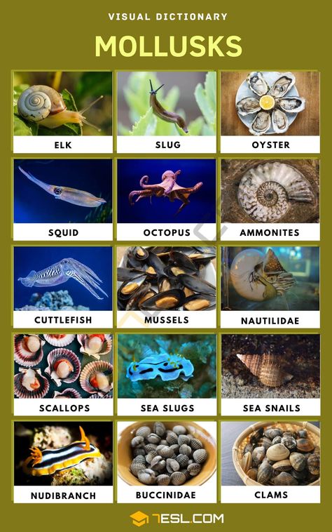 Mollusk: List of Mollusks with Interesting Facts and Pictures Elementary Montessori, Animals Name In English, Shell Fish, Raspberry Desserts, Fruit Names, Visual Dictionary, Molluscs, Animal Conservation, Animal Groups