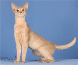 Fawn Abyssinian Fawn Abyssinian Cat, Coat Reference, Cat References, Animal Husbandry, Abyssinian Cat, Cat Ideas, Cat Reference, Abyssinian Cats, Abyssinian