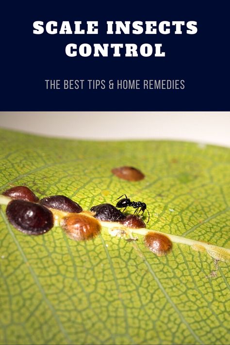 Scale On Plants, Scale Insects, Plant Pests, Opposite Words, Insect Control, Garden Tips, Gardening Tips, Home Remedies, Flower Garden