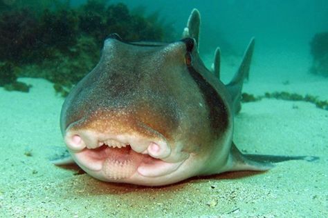 Port Jackson Shark, Underwater Drone, Sea Life Animals, The Blue Planet, Shark Bait, Shark Family, Life Aquatic, Water Life, White Sharks