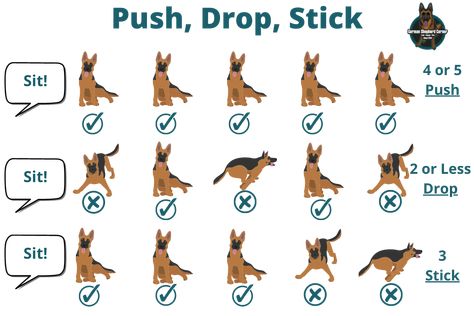 German Shepherd Training Commands the Essential Guide by a Professional Dog Trainer German Shepherd Puppy, How To Train German Shepherds, German Shepard Training, German Dog Commands, Golden Shepherd, Dog Training Commands List, German Shepherd Training Tips Teaching, German Shepherd Puppies Training, German Shepherd Training