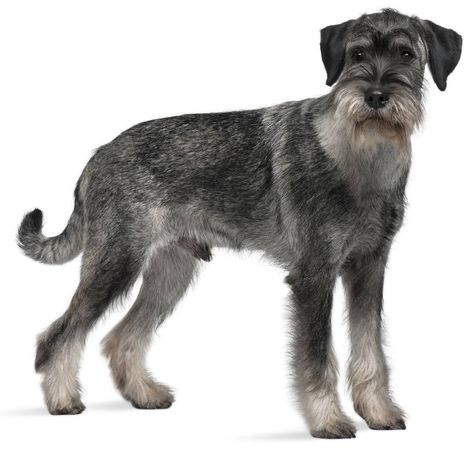 Standard Schnauzer - Dog Breed Guide Schnauzer Mix, Protective Dogs, Schnauzer Art, Background Square, Standard Schnauzer, Kerry Blue Terrier, Giant Schnauzer, Schnauzer Puppy, Animal Advocacy