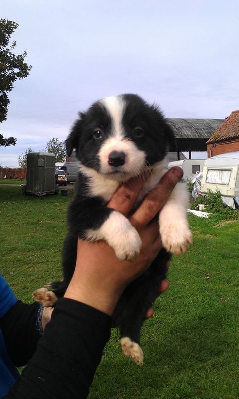 Fotos Hd 4k, Border Collie Colors, Border Collie Puppy, Collie Puppy, Border Collie Puppies, Collie Puppies, Australian Shepherds, Herding Dogs, Border Collie Dog