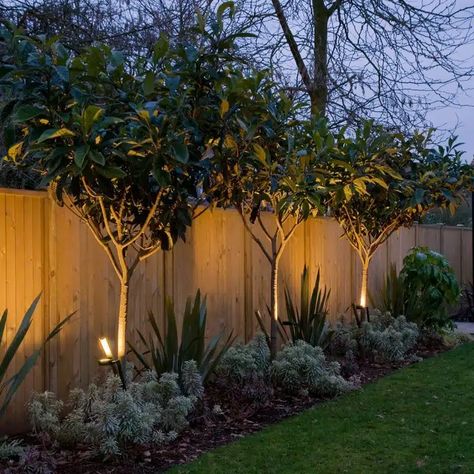 Backyard Privacy Screen, Landscaping Along Fence, Texas Landscape, Diy Garden Fence, Backyard Trees, Landscape Outdoor, Privacy Trees, Privacy Landscaping, Backyard Privacy