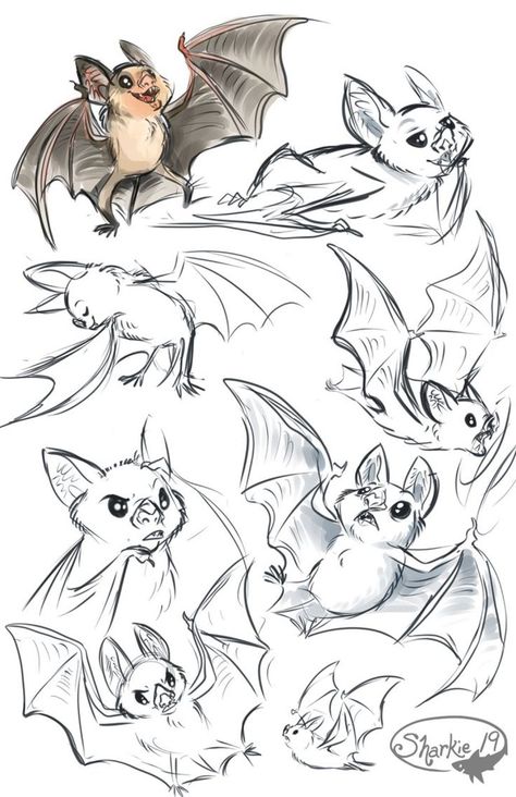 Model Sheet Character, Bat Drawing, Vampire Bats, Art Vampire, Bat Art, Cute Bat, Arte Inspo, Animal Sketches, Character Design References