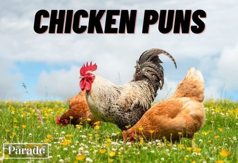 50 Chicken Puns That Are Eggs-cellently Funny Chicken Puns, Chick Quotes, Chicken Quotes, Chicken Jokes, Chicken Drawing, Silly Quotes, Cat Puns, Spring Chicken, Baby Chickens