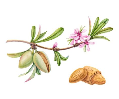 Almond Branch, Vintage Flower Backgrounds, Branch With Flowers, Almond Flower, Person Drawing, Watercolor Cactus, Fruit Illustration, Floral Drawing, Painting Of Girl