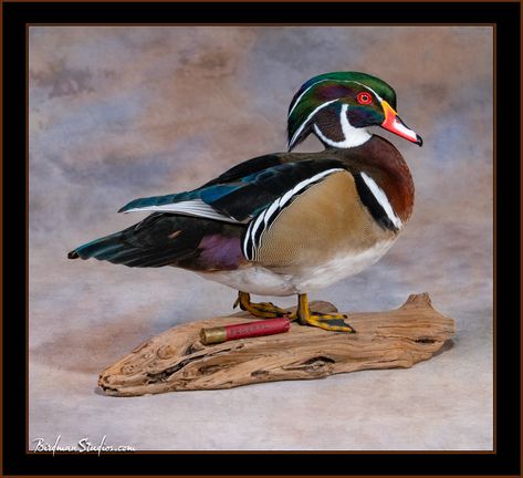 Wood Duck Mounts Taxidermy, Duck Taxidermy Mounts, Duck Mount Ideas, Duck Mounts Taxidermy, Wood Duck Mounts, Duck Taxidermy, Duck Mounts, Waterfowl Taxidermy, Duck Mount