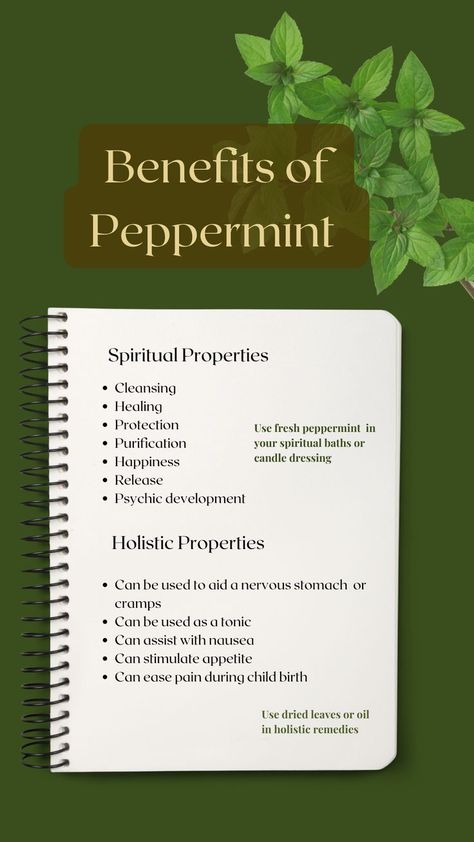 Peppermint Essential Oil Benefits, Peppermint Essential Oil Uses, Benefits Of Peppermint, Peppermint Herb, Peppermint Oil Benefits, Herbs For Protection, Peppermint Tea Benefits, Herbal Witch, Peppermint Plants