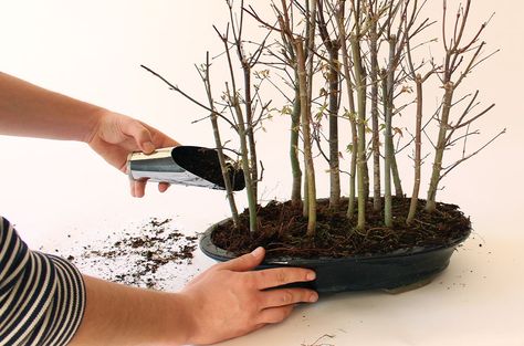 In Japanese: Yose-ue - Although Bonsai are often planted solitary, trees in nature are more commonly found in groups. Creating a Bonsai forest (or group planting) requires an odd number of trees (that is, in case only a few trees are used, to provide asymmetry), usually belonging to the same botanical family: https://www.bonsaiempire.com/basics/styling/forest-planting Bonsai Forest Ideas, Bonsai How To, Avocado Growing, Tree Types, Bonsai Diy, Bonsai Forest, Bonsai Tree Types, Bonsai Tree Care, Bonsai Ideas