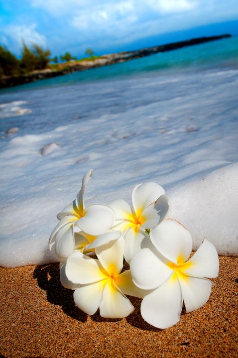 Hawaii Wallpaper, Aesthetic Hawaii, Hawaii Aesthetic, Beach Wall Collage, Plumeria Flowers, Flower Iphone Wallpaper, Wallpaper Cute, Ocean Wallpaper, Beach Wallpaper