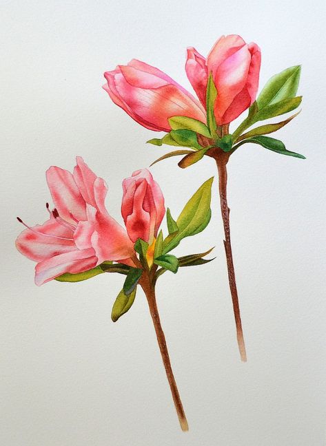 Azalea | Watercolor by Krzysztof Kowalski The video of how I… | Flickr Azalea Watercolor Paintings, Azalea Watercolor, Azalea Flower Tattoo, Azalea Flower, Crow Tattoo, Watercolor Workshop, Floral Watercolor Paintings, Flower Sketches, Botanical Painting