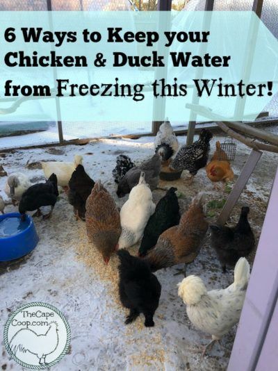 6 Ways to Keep your Chicken & Duck Water from Freezing - The Cape Coop Homestead Livestock, Livestock Animals, Chickens And Ducks, Raising Turkeys, Homestead Animals, Backyard Ducks, Homestead Blog, Best Egg Laying Chickens, Meat Birds