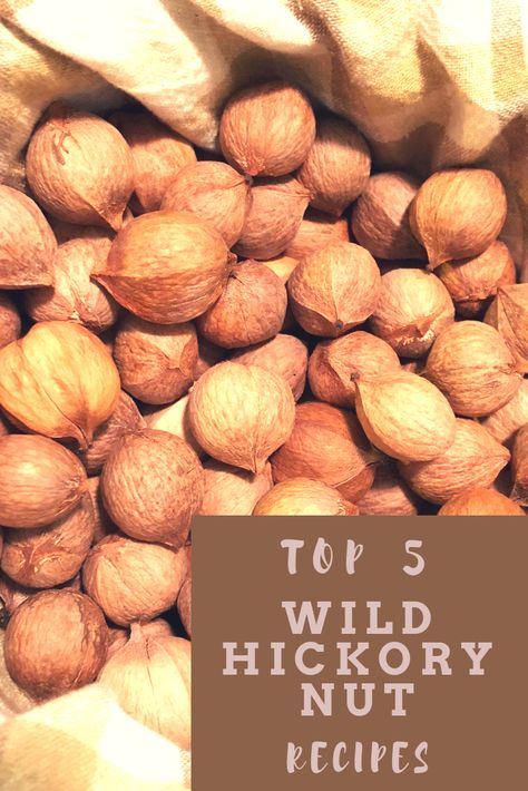 Hickory Nut Cookies, Hickory Nuts Recipes, Hickory Nut Recipes, Hickory Nuts Uses, Hickory Nut Crafts, Shagbark Hickory Nut Recipes, Hickory Nuts Harvesting, Pine Nuts Harvesting, List Of Nuts And Seeds