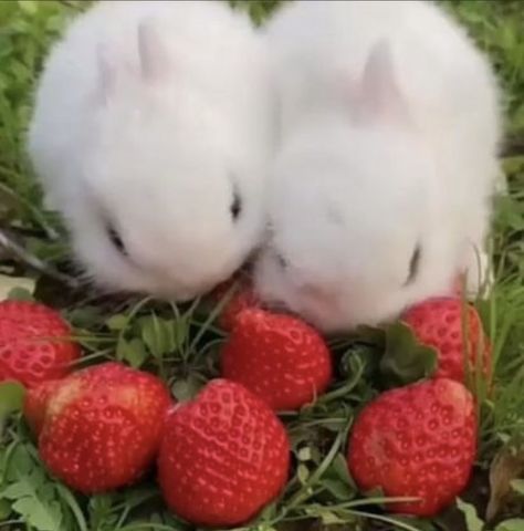 Bunny Eating Strawberry, Bunnies Aesthetic, Bunnies In Love, Bunny Strawberry, Two Bunnies, Cute Bunny Pictures, Bunny Pictures, Cute Bunnies