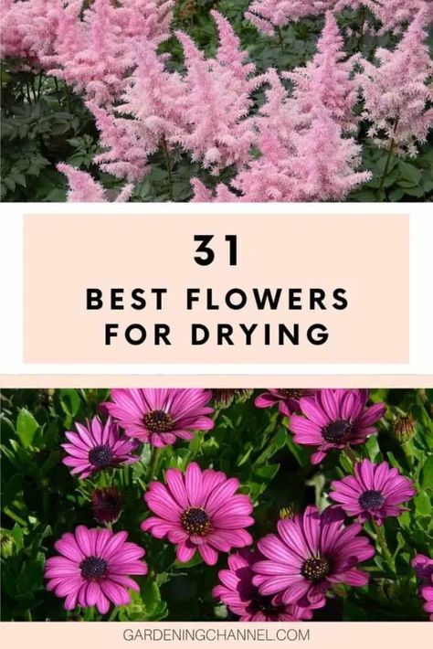 30 Best Flowers for Drying - Gardening Channel Flowers For Drying, Copper Shelving, Diy Fall Wreath Ideas, Amaranth Flower, Dried Flowers Crafts, Fall Wreath Ideas, Pressed Flowers Diy, Drying Flowers, Dried Flowers Diy