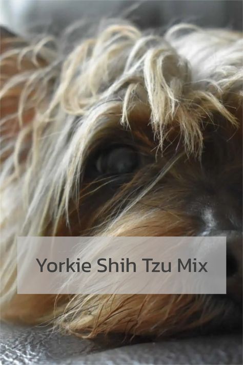 Shorkies Dogs, Shorkie Haircut Styles, Yorkie Shih Tzu Mix, Yorkie Terrier Mix, Shorkie Dogs, Shorkie Puppies, High Protein Dog Food, Designer Dogs Breeds, Very Small Dogs