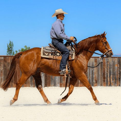 Letter to My Rookie Self: Warwick Schiller Warwick Schiller, Horse Training Exercises, Rookie Of The Year, Training Exercises, Horse Training, World Champion, Team Member, Ponies, Fitness Training