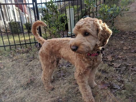 What to Tell Your Groomer When You Have a Doodle – The Dog Fam Labradoodle Grooming, Goldendoodle Haircuts, Goldendoodle Grooming, Puppy Haircut, Dog Grooming Styles, Poodle Haircut, Labradoodle Dogs, Puppy Grooming, Puppy Cut