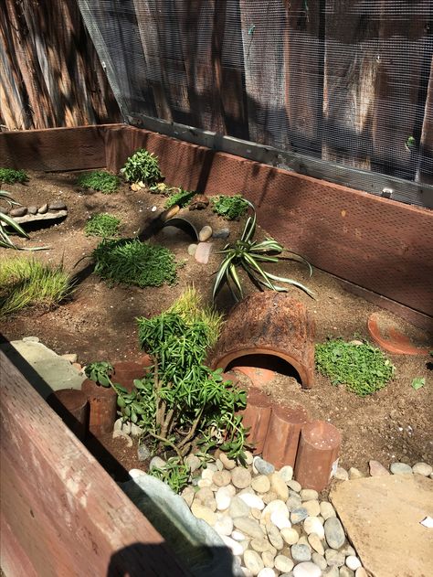 4 x 8 x 2 outdoor tortoise enclosure Redfoot Tortoise Enclosure Outdoor, Tortoise Set Up, Horsefield Tortoise Enclosure Indoor, Tortoise Enclosure Indoor, Horsefield Tortoise, Tortoise Terrarium, Outdoor Tortoise Enclosure, Turtle Enclosure, Quail Coop