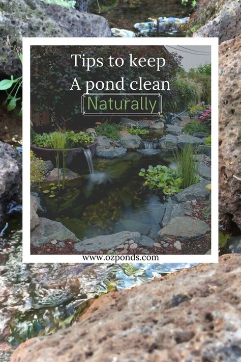 Outdoor Fish Ponds, Clear Pond, Lake Property, Nitrogen Cycle, Farm Pond, Pond Cleaning, Building A Pond, Natural Swimming Ponds, Pond Maintenance