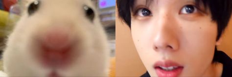 Hamster Twitter Header, Nct Headers Twitter, Nct Banner Twitter, Nct Dream Header, Nct Header, Nct Dream Jisung, Twt Header, Twitter Icon, Twitter Layouts