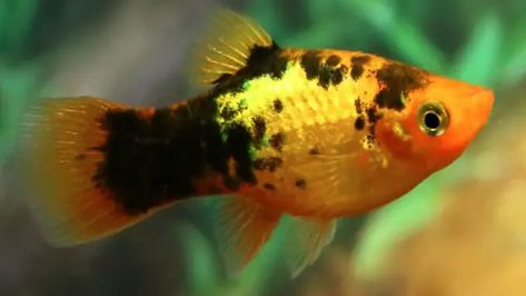 19 Most Popular Types of Platy Fish Platies Fish, Platy Fish, Malibu Sunset, Fresh Water Fish Tank, Aquarium Ideas, Fish Care, 55 Gallon, Aquarium Lighting, One Fish