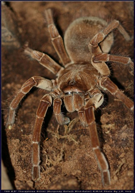 Theraphosa Stirmi -; Burgundy Goliath Bird-Eater Tarantula. Bird Eater Tarantula, Goliath Bird Eater Tarantula, Goliath Bird Eating Spider, Goliath Bird Eater, Spiders Wallpaper, Pet Tarantula, Arachnids Spiders, Spider Pictures, Spider Species