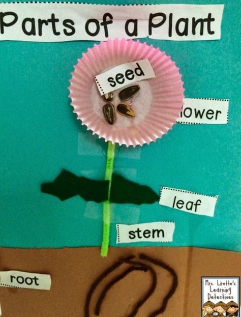 Pull together a simple but meaningful craft as students create a 3D flower using items you probably already have around the classroom. Label the parts of the flower to review plant parts. Plants Lesson Plans, Plants Kindergarten, Plant Lessons, Plant Parts, Plants Unit, Plant Activities, First Grade Science, Plant Crafts, Spring Preschool