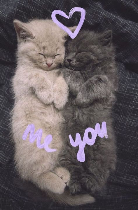 Kittens Wallpaper, Romantic Animals, Wallpaper Lock Screen, Iphone Wallpaper Cat, Kitten Wallpaper, Funny Cat Wallpaper, Love Romantic, Cute Cat Wallpaper, Cute Cats Photos