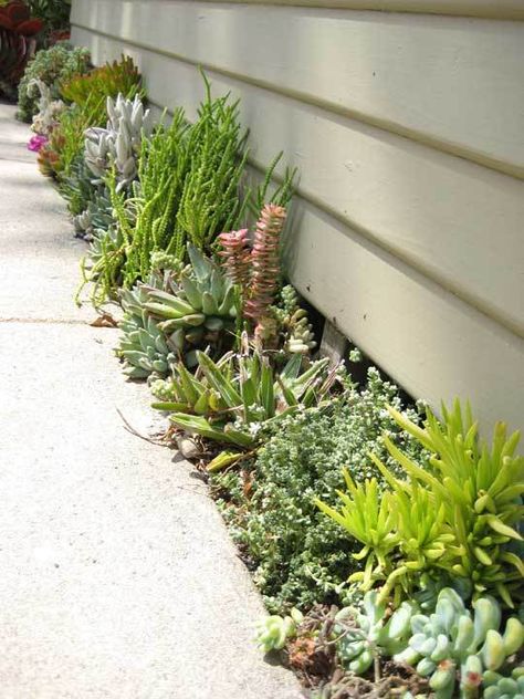 Narrow plant bed + succulents [unknown source] Succulent Courtyard, Different Types Of Succulents, Kaktus Dan Sukulen, Walkway Landscaping, Succulent Landscaping, Types Of Succulents, Succulent Gardening, Secret Gardens, The Secret Garden