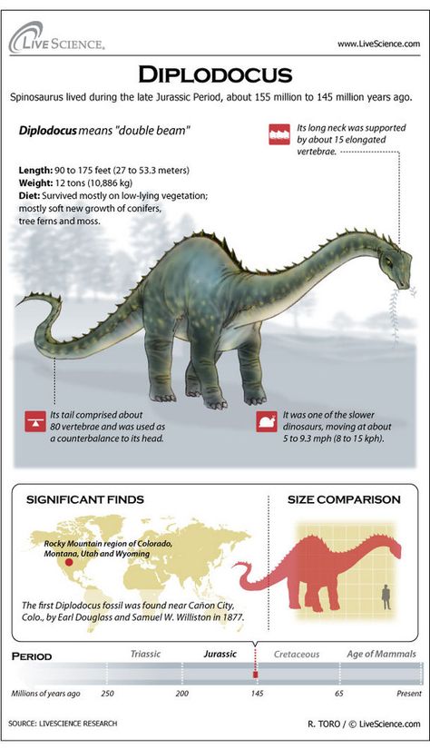 Learn about the huge plant-eating dinosaur Diplodocus. Types Of Dinosaurs, Prehistoric Animals Dinosaurs, Dinosaur Facts, Dinosaurs Preschool, Jurassic Period, All Dinosaurs, Prehistoric World, Ancient Animals, Paleo Art