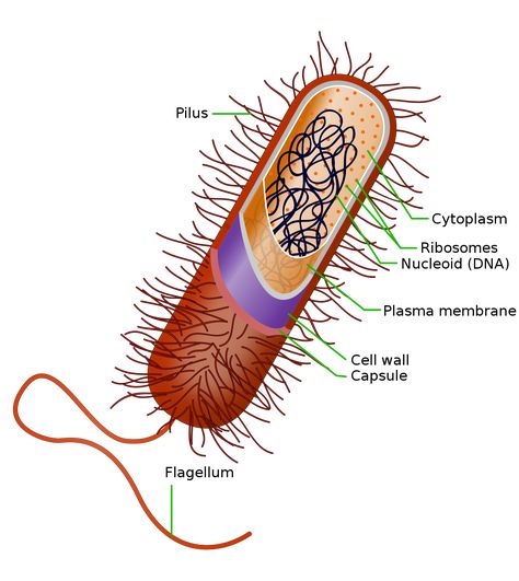 Hawthorne Plant, Bacterial Cell Structure, Nutrient Cycle, Cell Diagram, Prokaryotic Cell, Eukaryotic Cell, Plasma Membrane, Cell Cycle, Latin Word