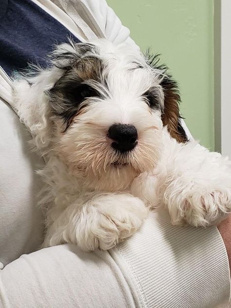 Cadoria Sealyhams Sealyham Terrier, Terrier Breeds, Wire Fox Terrier, Fox Terrier, Dog Face, Reasons To Smile, Scottish Terrier, Dog Care, Mans Best Friend