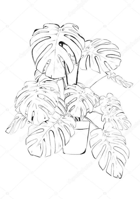 Plant Sketch, Deliciosa Plant, Plant Sketches, Plant Drawing, 수채화 그림, Monstera Deliciosa, Pencil Art Drawings, White Stock, Plant Art