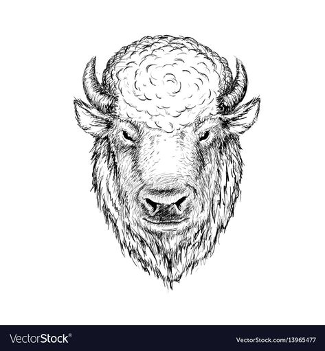 Bison Tattoo, Buffalo Tattoo, Bison Head, Bull Graphic, Graphic Sketch, Hat Burning, Buffalo Head, Bison Art, Buffalo Art