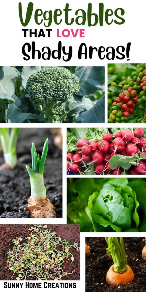 Vegetables Ideas, Plants That Love Shade, Planting Lettuce, Vegetable Ideas, Green Onions Growing, Cauliflower Plant, Plant Vegetables, Food Forest Garden, List Of Vegetables