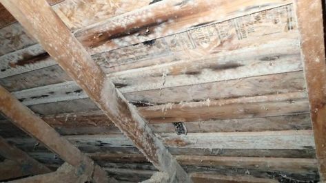 How to Get Rid of White Mold on Wood, Plants & Basement How To Get Rid Of Mold On Wood, Mold In Crawl Space, Mold In Basement, Cleaning Wood Furniture, Crawl Space Encapsulation, This Old House, Roof Sheathing, Basement Ceiling, Cleaning Wood