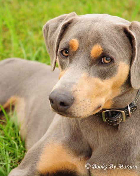 Blue Lacy Dog Blue Lacy Dog, Dog Types, Blue Lacy, Adorable Creatures, Dog Puppies, Dog List, Purebred Dogs, Types Of Dogs, Bully Breeds