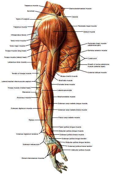 From book: Anatomy: A Regional Atlas of the Human Body Muscle Skeleton, Body Muscle Anatomy, Shoulder Anatomy, Muscle Diagram, Arm Anatomy, Leg Anatomy, Human Muscle Anatomy, Muscle Structure, Human Body Anatomy