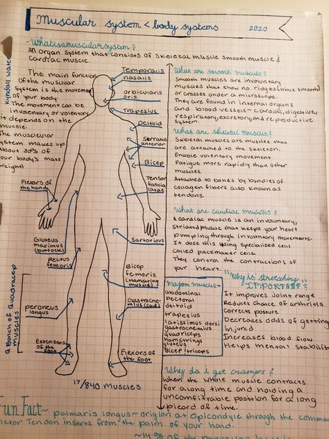 Muscle Notes Anatomy, Skeleton System Anatomy Notes, Massage Therapy Study Notes, Musculoskeletal System Nursing Notes, Human Body Systems Notes, Muscular System Anatomy Notes, Musculoskeletal System Notes, Muscle System Anatomy, Anatomy Muscles Study