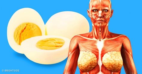 9 Things That Will Happen to Your Body if You Start Eating 2 Eggs a Day Benefits Of Chicken, Egg Benefits, Penyakit Jantung, Boiled Egg Diet, Eating Eggs, Egg Diet, Cardiovascular Disease, Chicken Eggs, What Happened To You