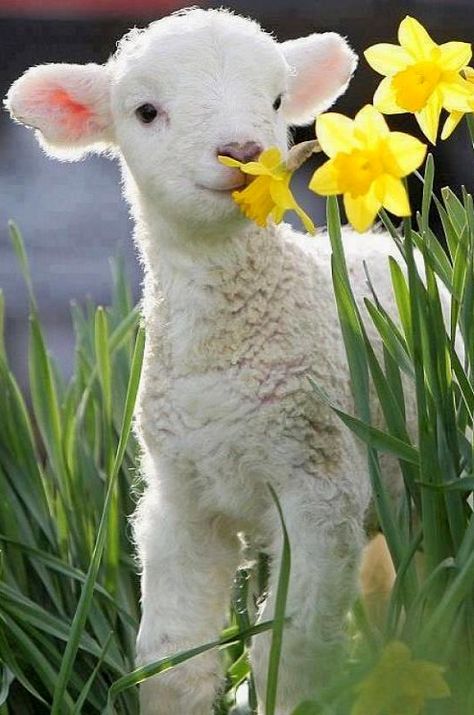 Spring Lamb Enjoying the Flowers #PhotographySerendipity #TravelSerendipity #travel #photography Travel and Photography from around the world. Good Morning Jw Quotes, Jw Greetings, Jw Wallpaper, Jehovah Paradise, Jw Quotes, Jw Bible, Sunday Greetings, Jehovah Quotes, Regnul Animal