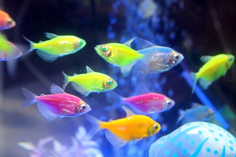 neon tetra fish Neon Tetra Fish, Neon Fish, Glow Fish, Tetra Fish, Neon Tetra, Pretty Fish, Fresh Water Fish Tank, Aquarium Setup, Tropical Aquarium