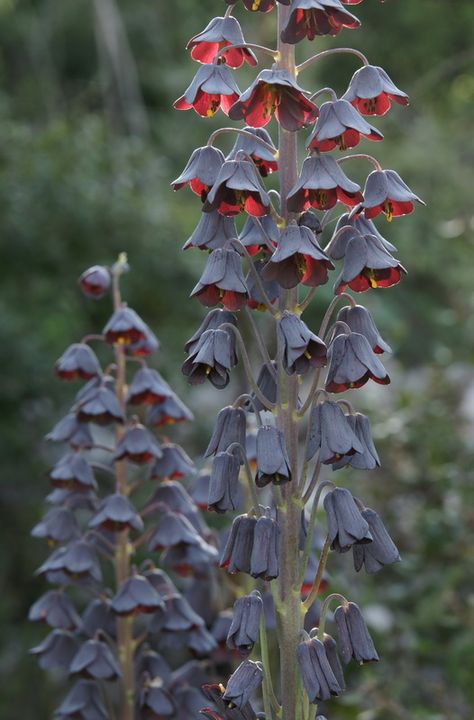 Fritillaria persica Fritillaria Persica, Flower Greenhouse, Black Plants, Ftd Flowers, Dark Garden, Goth Garden, Gothic Garden, Witch Garden, Black Garden