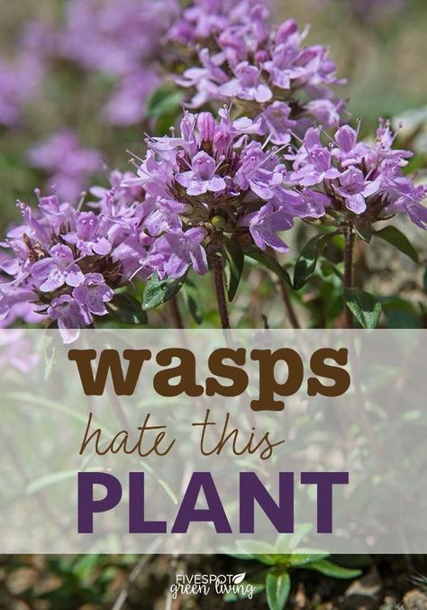 Wasp Repellent, Insect Repellent Plants, Plants That Repel Bugs, Repellent Plants, Garden Remedies, Mosquito Repelling Plants, Plants Outdoor, Living Modern, Garden Yard Ideas