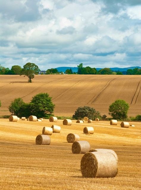 "You can take the girl out of the country, but you can't take the country out of the girl." Bales Of Hay, Living In The Country, Fields Of Gold, Hay Bales, Country Landscaping, Country Scenes, Rural Life, Country Farm, Country Life