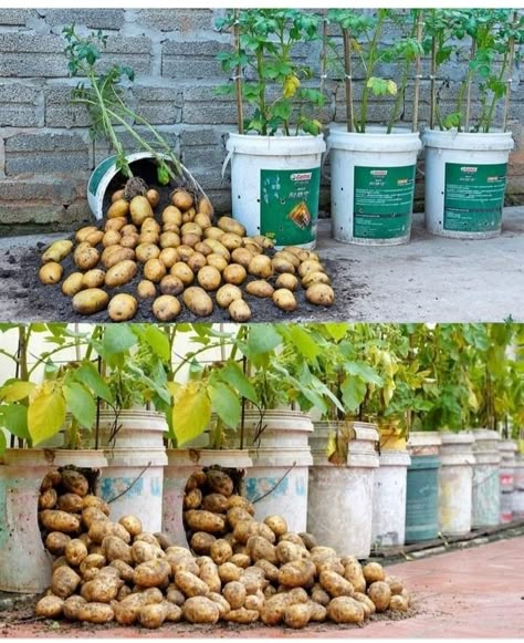 How To Plant Potatoes, Apartment Vegetable Garden, Plant Potatoes, Bucket Garden, Potato Gardening, Vertical Vegetable Gardens, Creative Garden Decor, Garden Watering System, Plant Tips